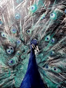 Mr Peacock